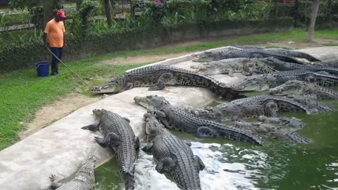 Crocodile Feeding at Langkawi Crocodile Farm