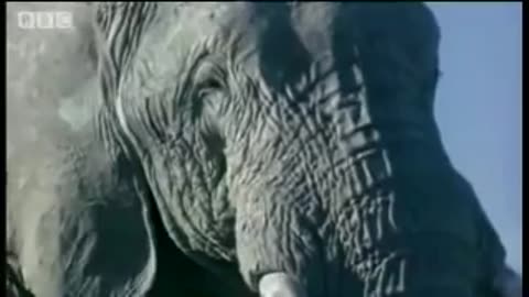 Elephant mating, fighting & pregnancy Sex - Animals: