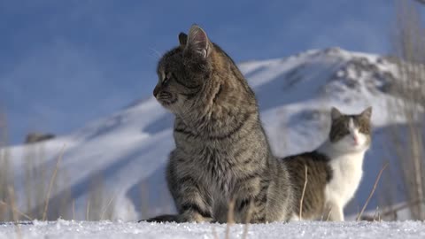 A Couple Of Cats In The Snow