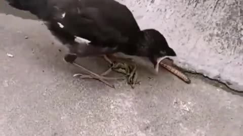 Young Bird Used To Food Being Put Into It's Mouth