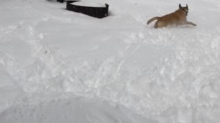 Rango and Lilly playing in the snow.