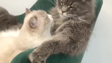 Cat Couples Funny Moments , Hilarious Cat Couples Caught In Camera