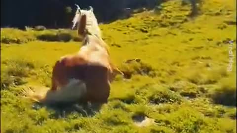 Funny Horse Videos - Try Not To Laugh [BEST OF 2021]