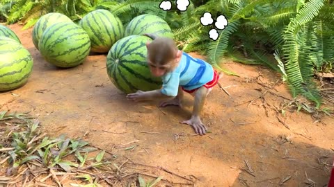 Monkey Baby Bon Bon makes watermelon smoothie and takes a bath with ducklings in the bathtub