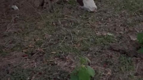 The Cows Take Refuge Service to God Performed