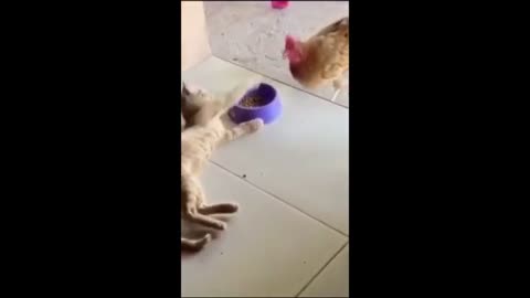 Cat and dog fight