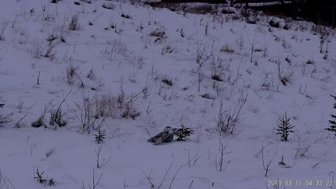 Snowy owl