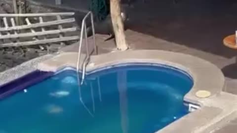 SEA LION COMES ON LAND 🤣SWIMS IN POOL STEALS MANS CHAIR