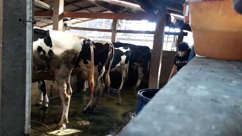 Cleaning the cowshed