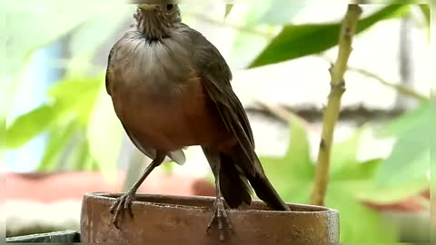 Rufous Bellied Thrush Beautiful Backyard Songbird Turdus Rufiventris Backyard Birds