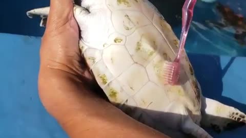 Turtel cleaning | cleaning of turtle || cleaner fish |||