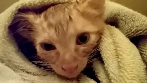 How to wash a Kitten without making it to scared