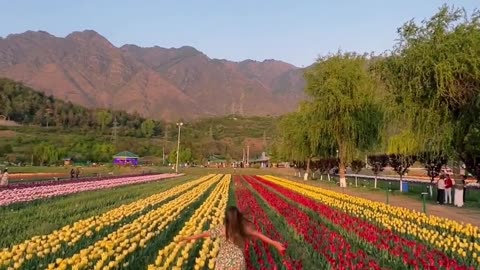 Indira Gandhi Memorial Tulip Garden..