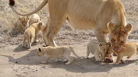 American Most Funny and Cute Baby Lion Videos Part-6