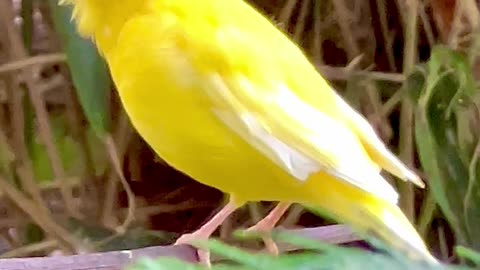 Canary Bird Singing and Devra Finch Bird Sounds