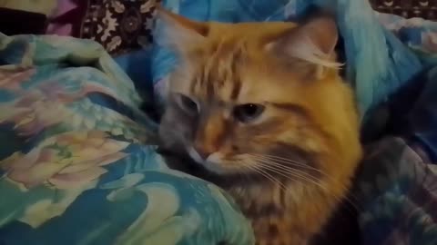 funny cats | red cat | funny video