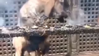 Goat seen SMOKING