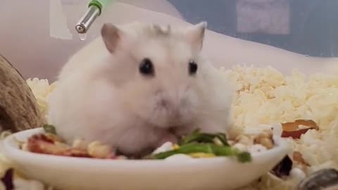 A video of a cute hamster eating