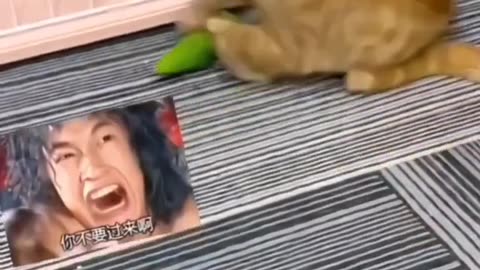 Funny Cat Reaction