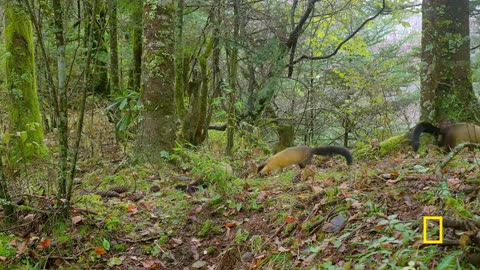 Forest of the Golden Monkeys | China's Hidden Kingdoms