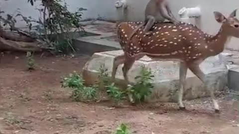 Baby Monkey Sitting On Deer