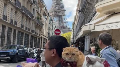 This month marks one year of traveling with my cats