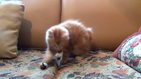 Cute kitty playing her toy