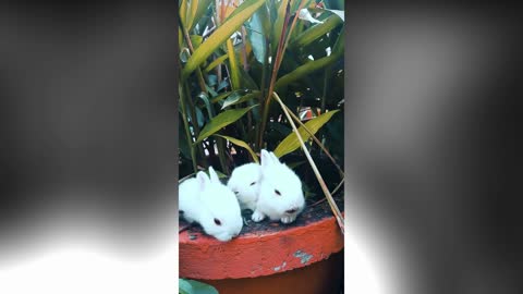 Cute Baby Rabbit Relaxing on a Pot