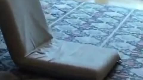 Corgi Plays Hide And Seek With Owner