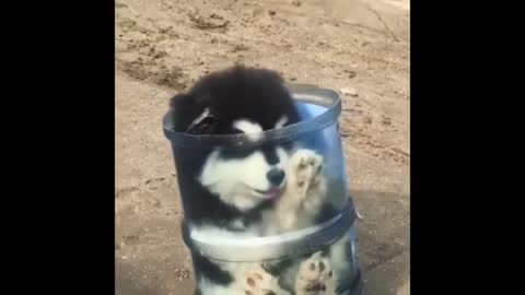 Puppy in a bottle