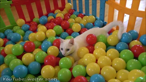 Two Cats and 500 Balls in a Ball Pit !