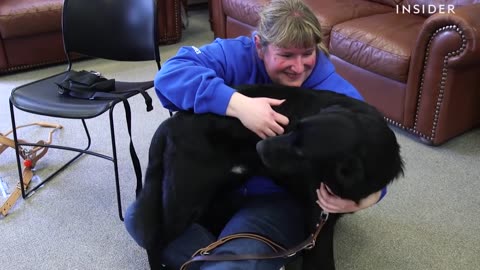 How Puppies Train To Be Guide Dogs