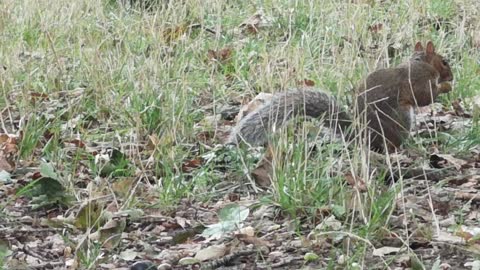 A Squirrel Picking Food On THe Ground