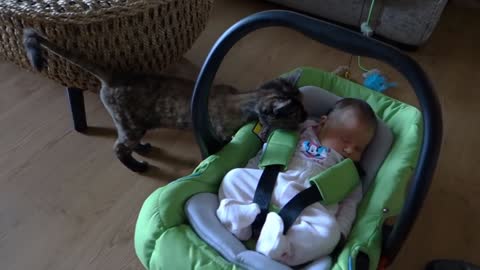 cat meet baby