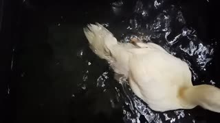 Indian Runner Duckling enjoying a swim ( video from a few years ago )