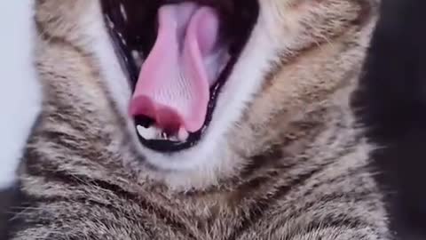 Funny cat yawning with sound