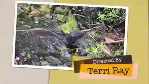 River Otter Fun on Chassahowitzka