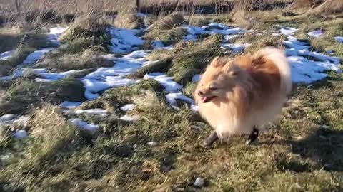 Adorable pomeranian runs like crazy in doggy leggings