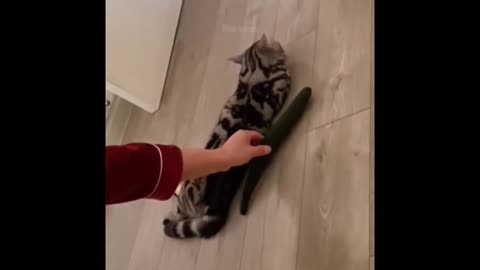 Funny cat videos😆