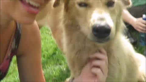 Territorio de Zaguates _Land of The Strays_ Dog Rescue Ranch Sanctuary in Costa Rica