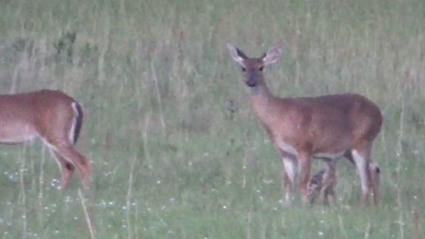 ADORABLE DAY OLD FAWN NURSING- So Cool!