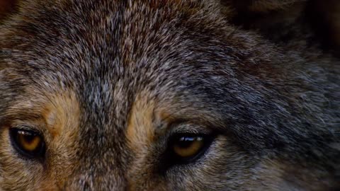 Wolf Stock Footage | Howling | Forest [