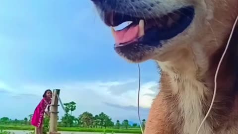 Animal Superb Funny Video 😂