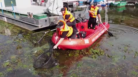 Disastro ecologico nel fiume Oder: "dodici anni di lavoro buttati all'aria"