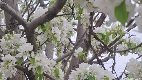 Crab apple tree flowers! Such a pleasant aroma! :)