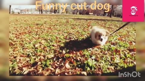 Very nice cutes dogs | Cutest dog in the world | Cute dogs