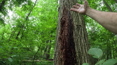 Episode 11 - Emerald Ash Borer, sunlight, natural succession, and "wetwood".