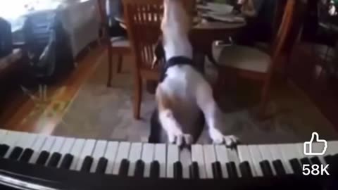 Piano Playing DOG! And he sings too!!!!!