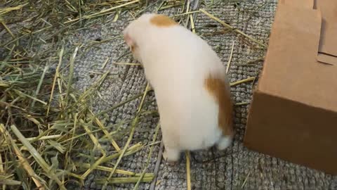 Best guinea pig noises of the wheek!