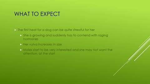 What to expect when your dog comes on heat (en chaleur).